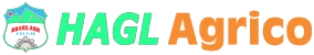 Logo HNG